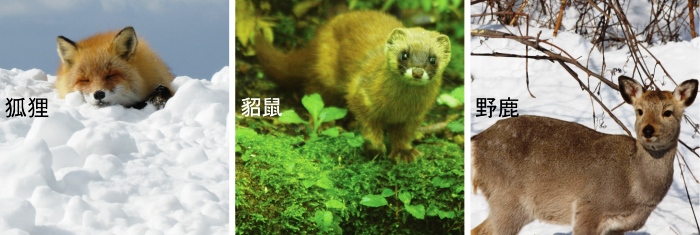 北海道 支笏湖 部落格 婚紗攝影ema Mino 婚響有限公司 Ema Mino中国语