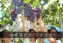 福岡摘水果