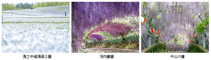 ●福岡市【海之中道海濱公園】還可以欣賞到粉碟花海 ●柳川市的中山大藤祭 ●河內藤園的紫藤